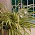 Self Watering Bulbs (Set of 2)